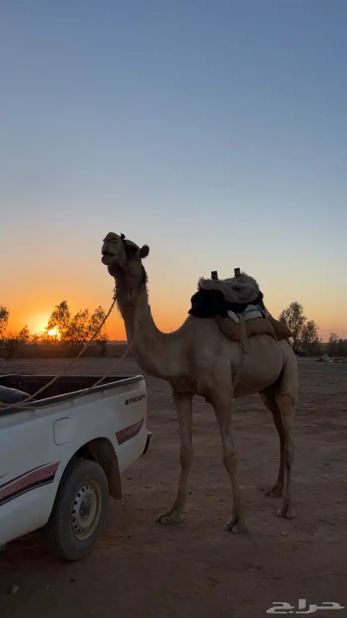 جمل للبيع 2