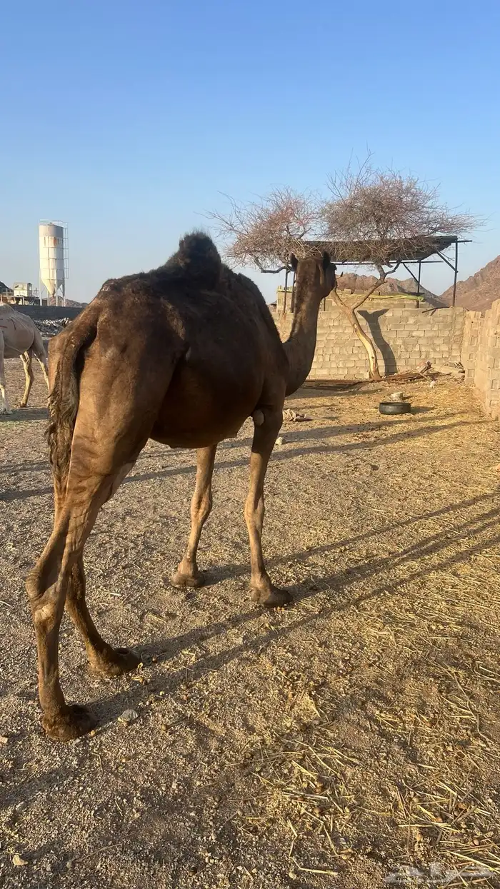 لقحه مجهم فروع ومجموع 7شهور لقاح حد 5500 6
