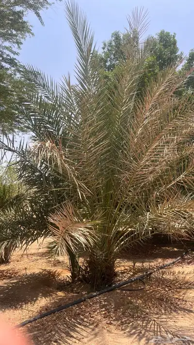 15 نخل للبيع 10