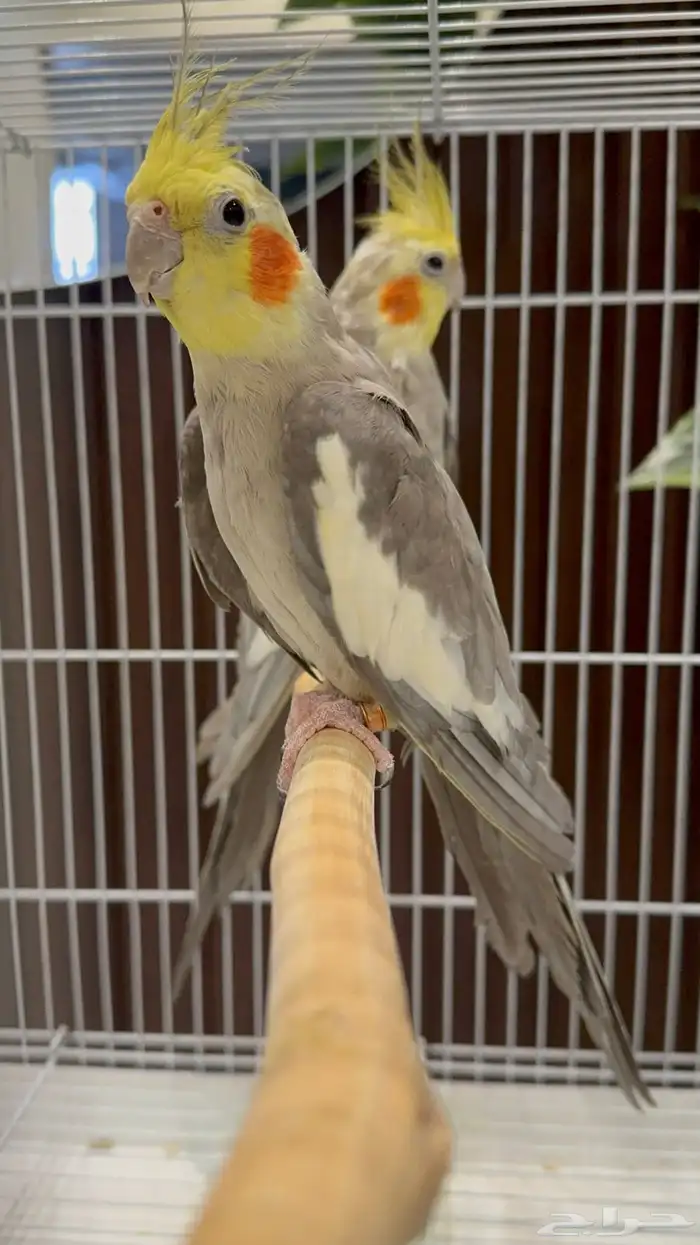 جوزين و ذكور 6