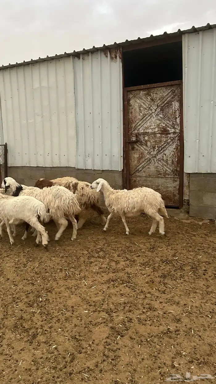 رخال جذعات 4