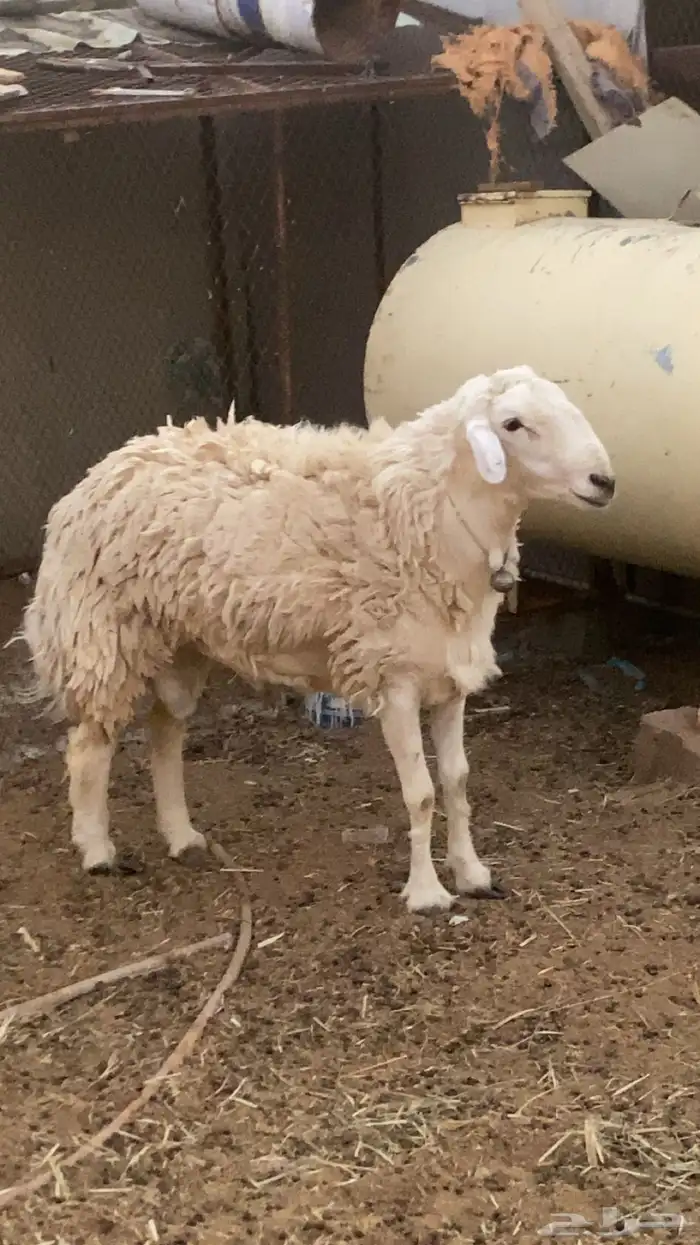 حري رباع فحل مشروط ومنتج 1