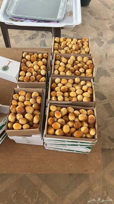 تمر سلاطين فاخر خراف اليوم 0