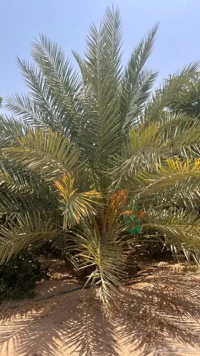 15 نخل للبيع 13