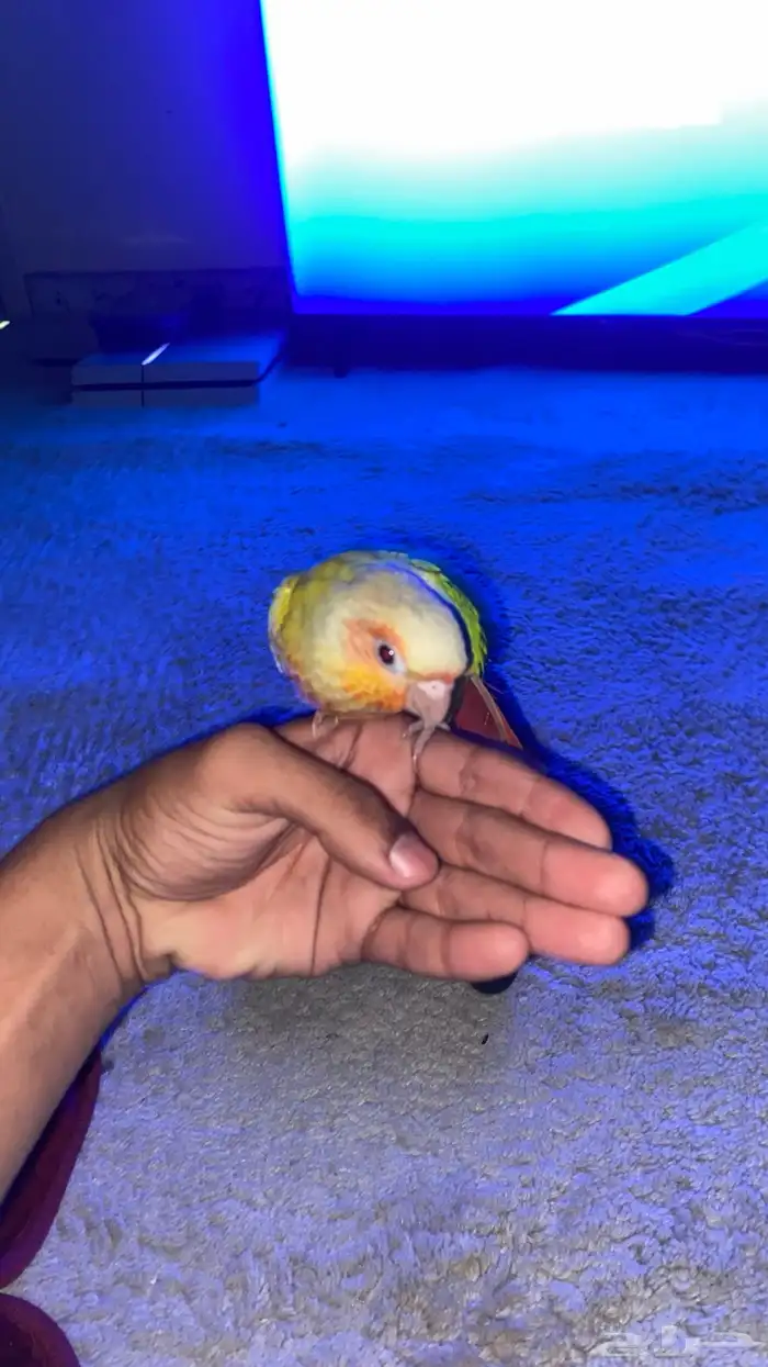 للبيع صن شيك كنيور 0