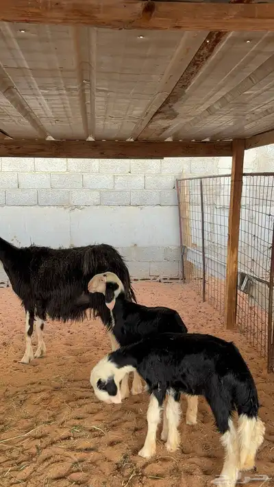نجديه معها توم رخال 5