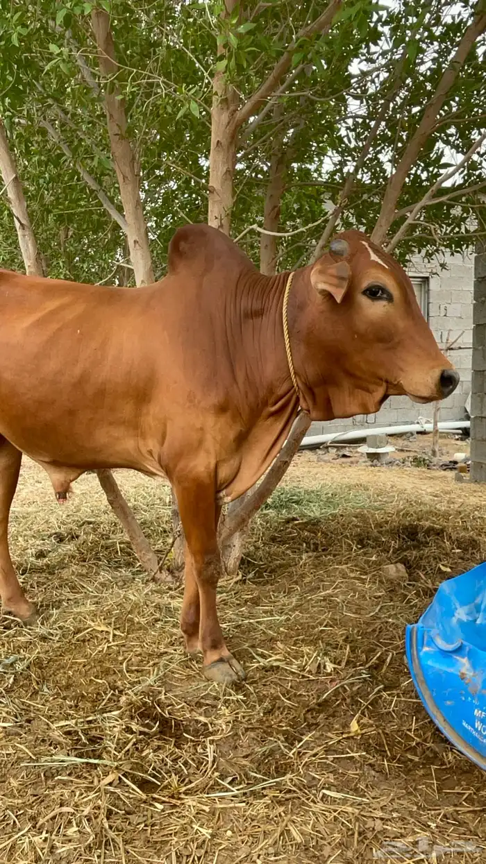 ثور فحل بلدي 6