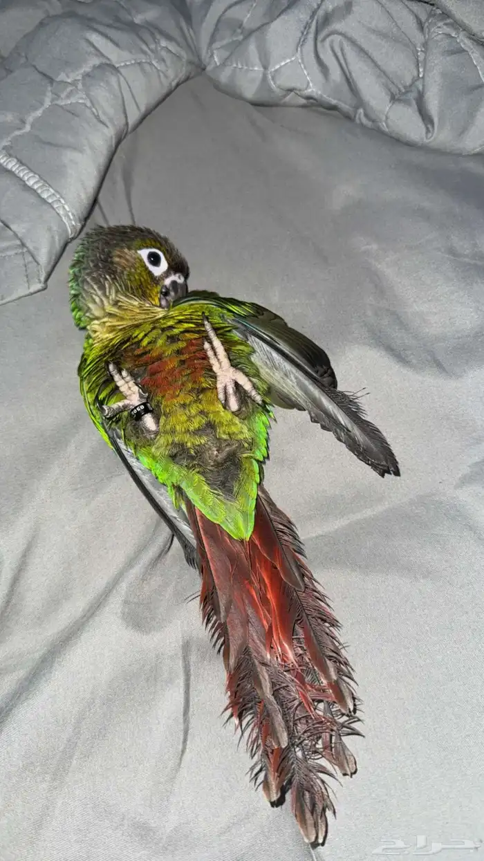 سلام عليكم عندي كنيور أليف مرا وماله شهر فاطمه 2