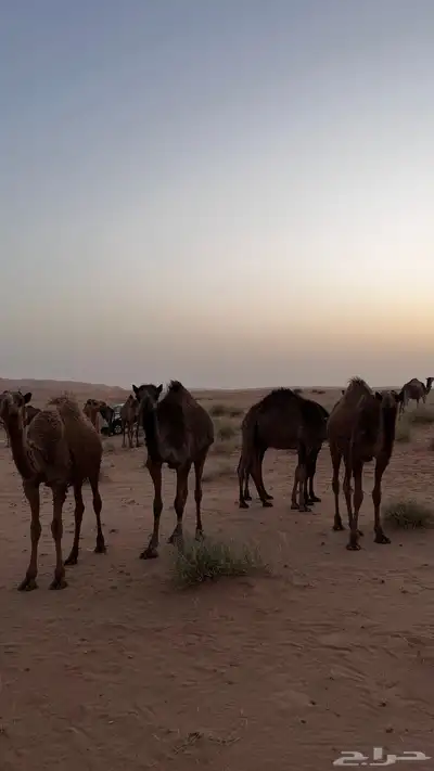 للبيع خمس بكار طيبات 0