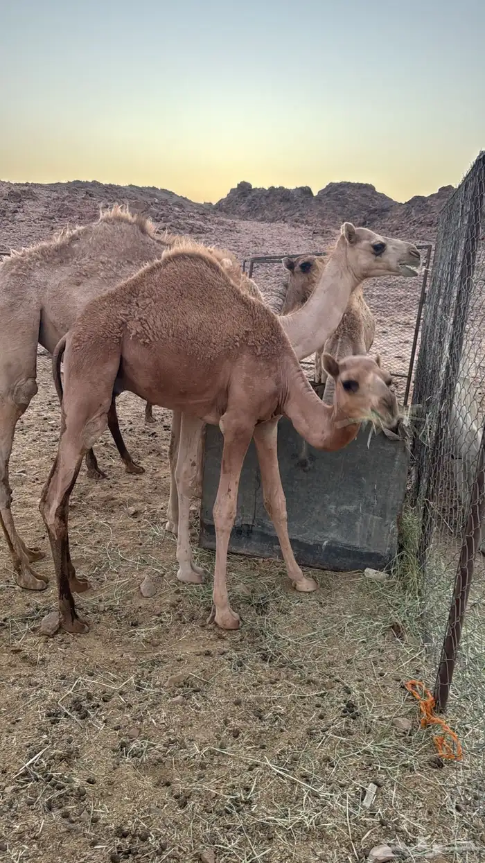 قعود اللي يبغى سلالة ولا لحم 0