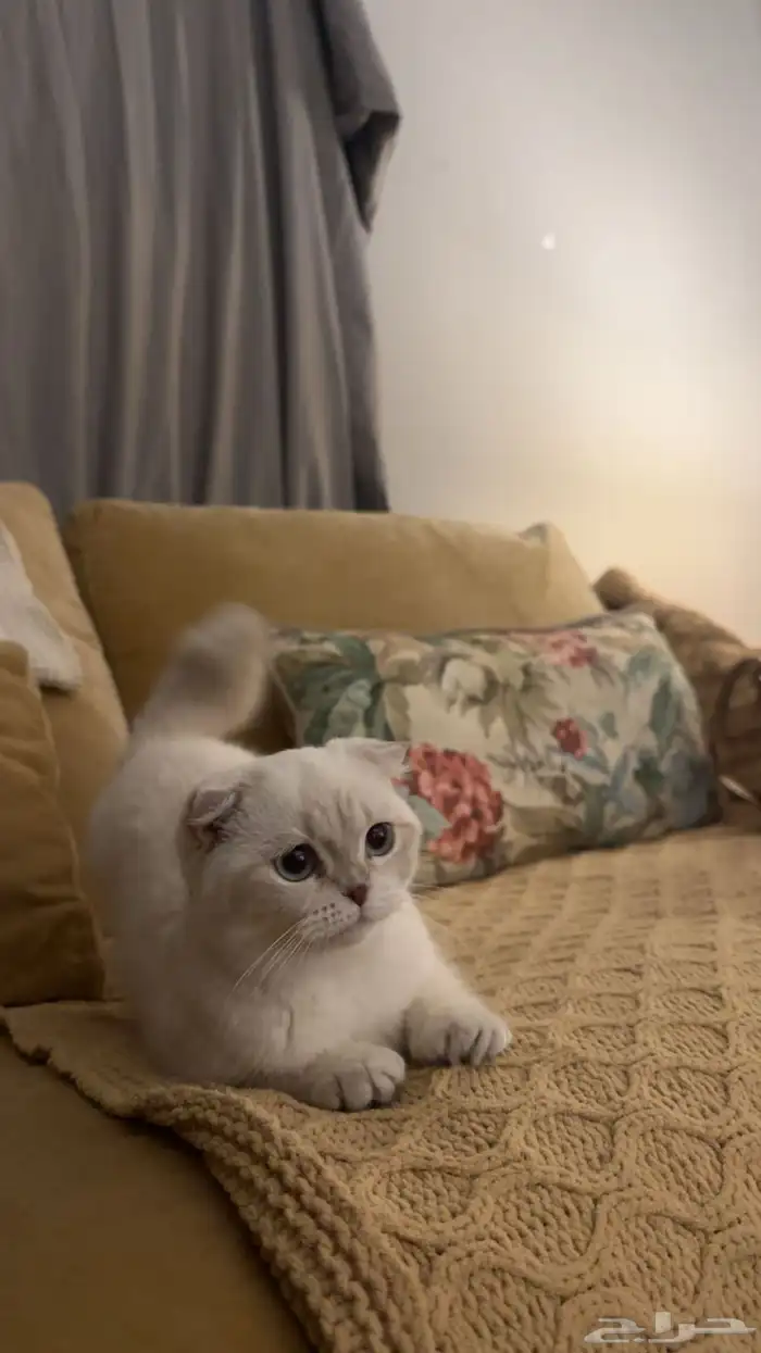 سكوتش فولد 1