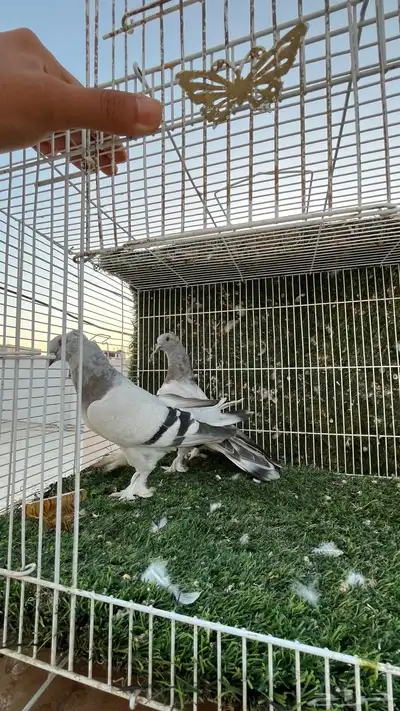حمام تركي 5