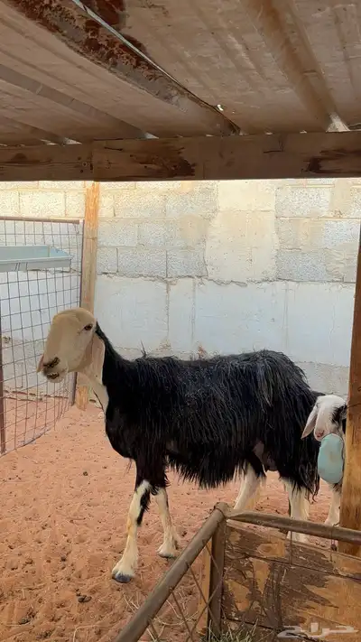 نجديه معها توم رخال 7