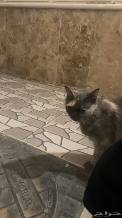قطه للتبني 1