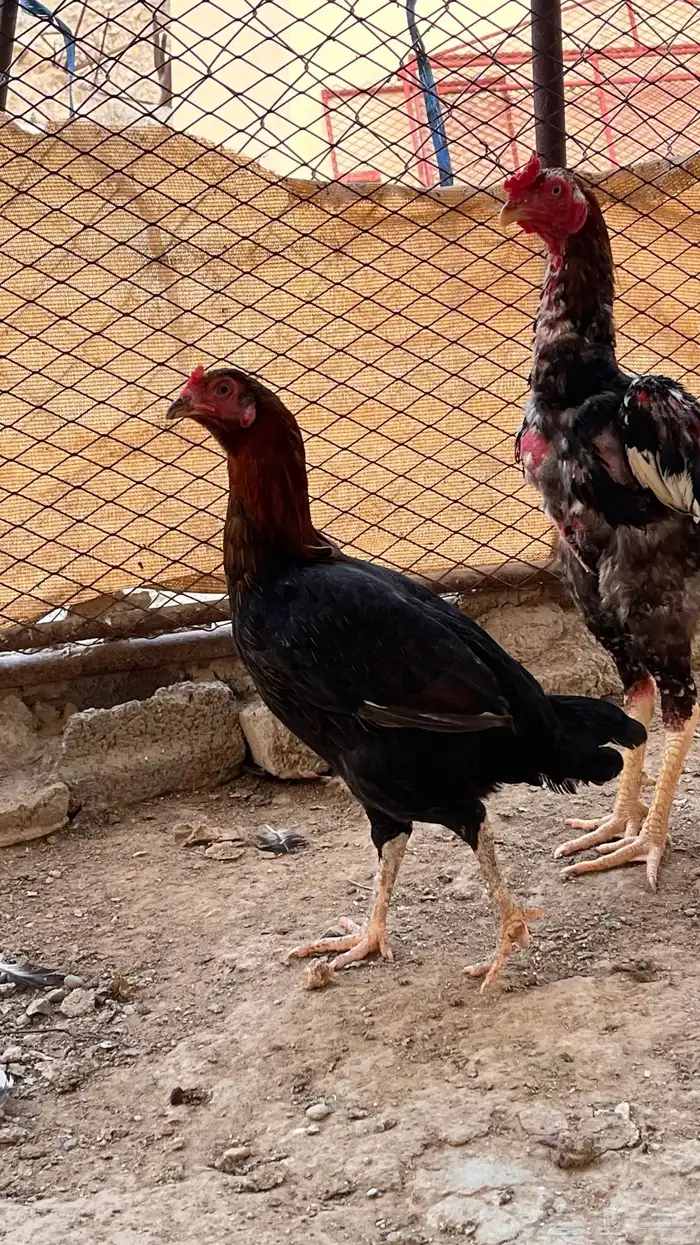 دجاج باكستاني للبيع 0
