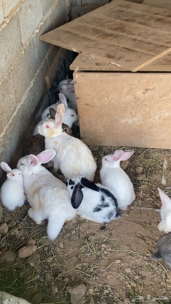 ارانب مشكلة فرنسي تنومة 0