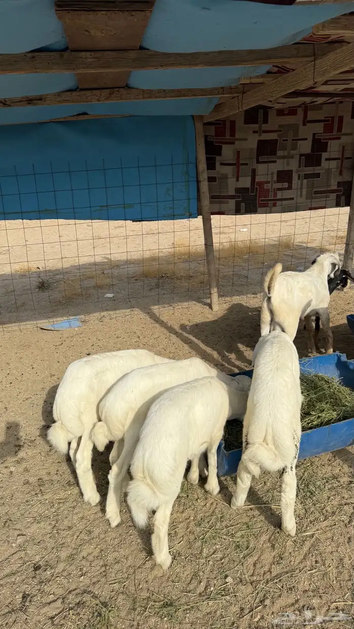 طليان صنف ( تم البيع ) 4