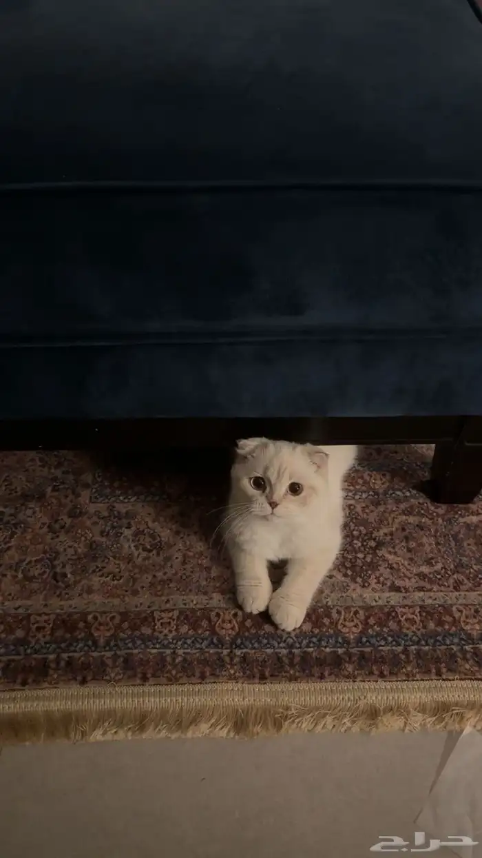 سكوتش فولد 0