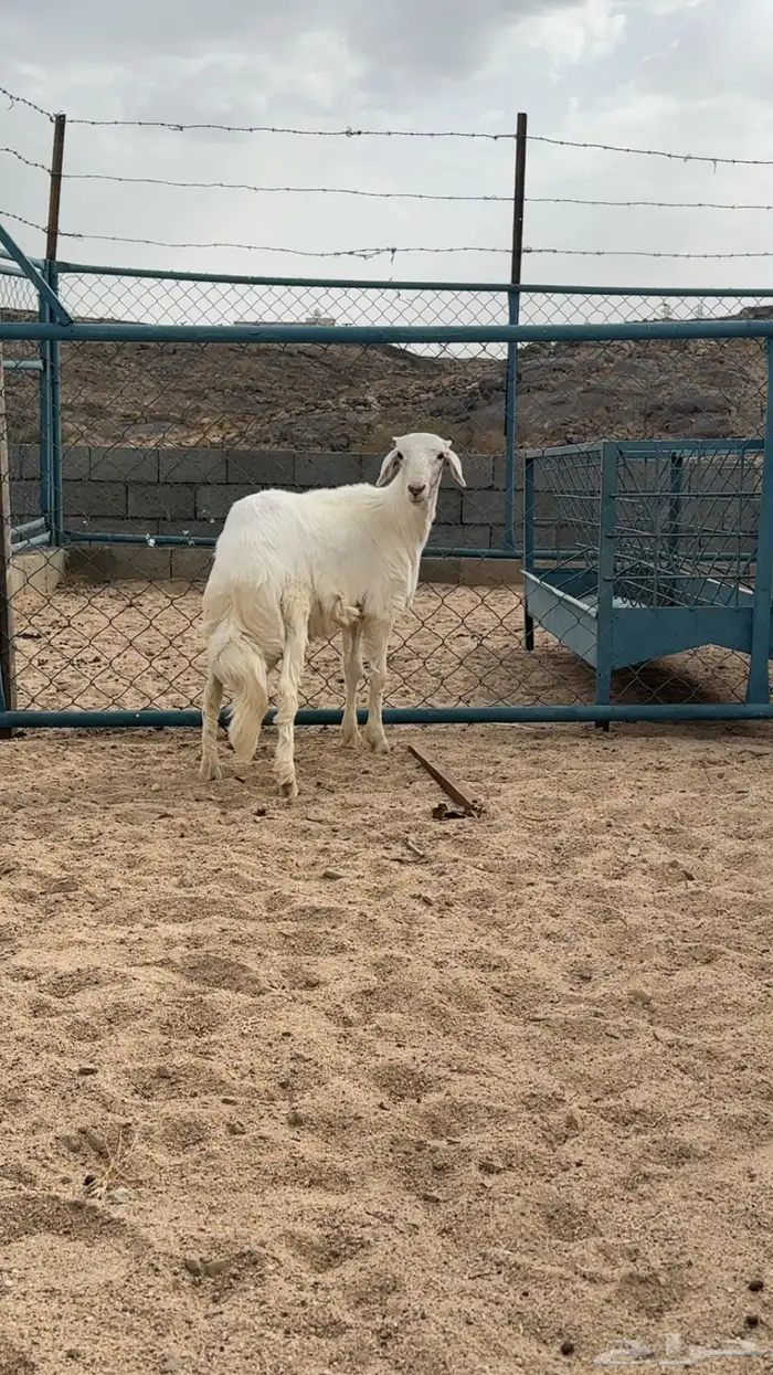 مشروع صنف الصنف 4