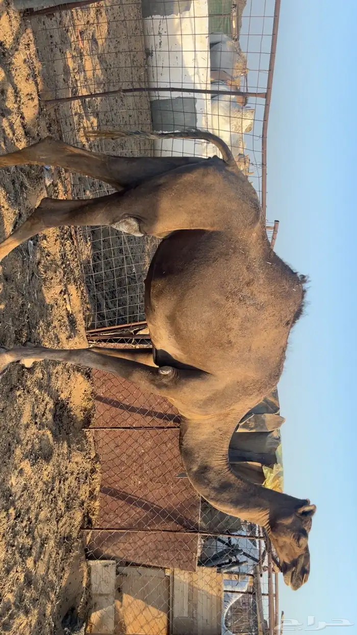 نياق مقاني (تم البيع) 1