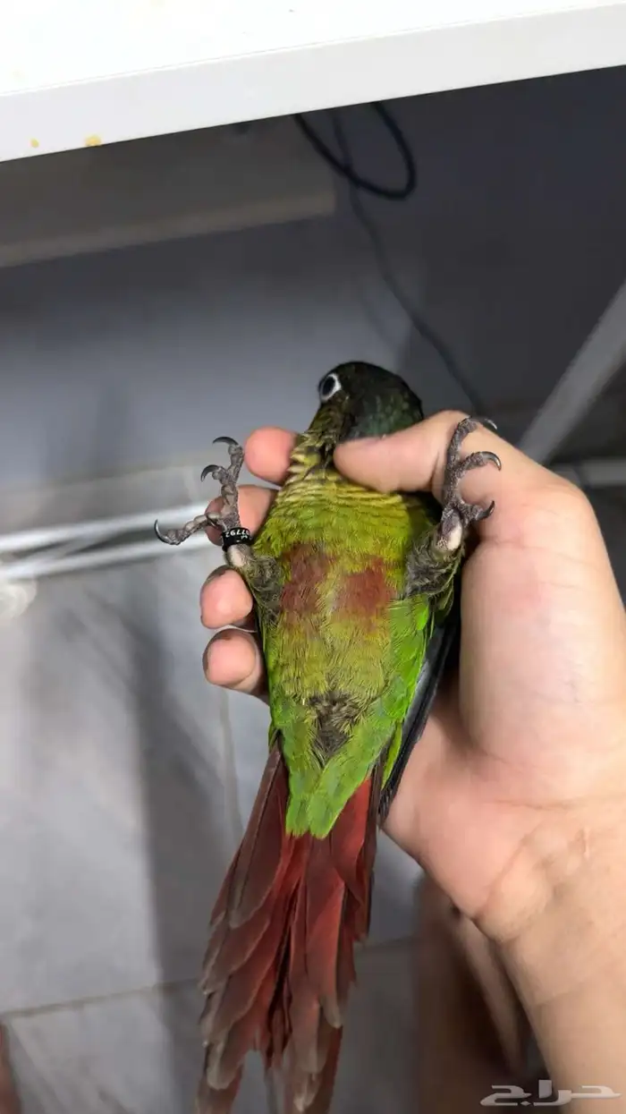 سلام عليكم عندي كنيور أليف مرا وماله شهر فاطمه 0