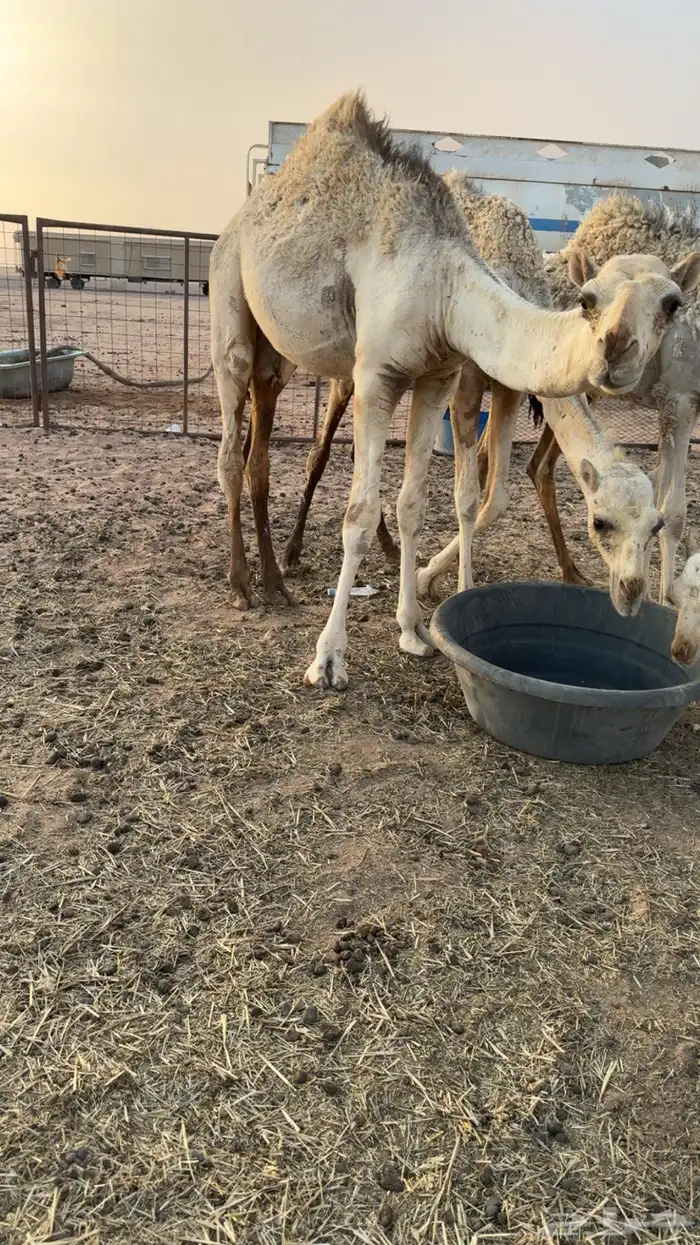 قعود قصب للبيع 3