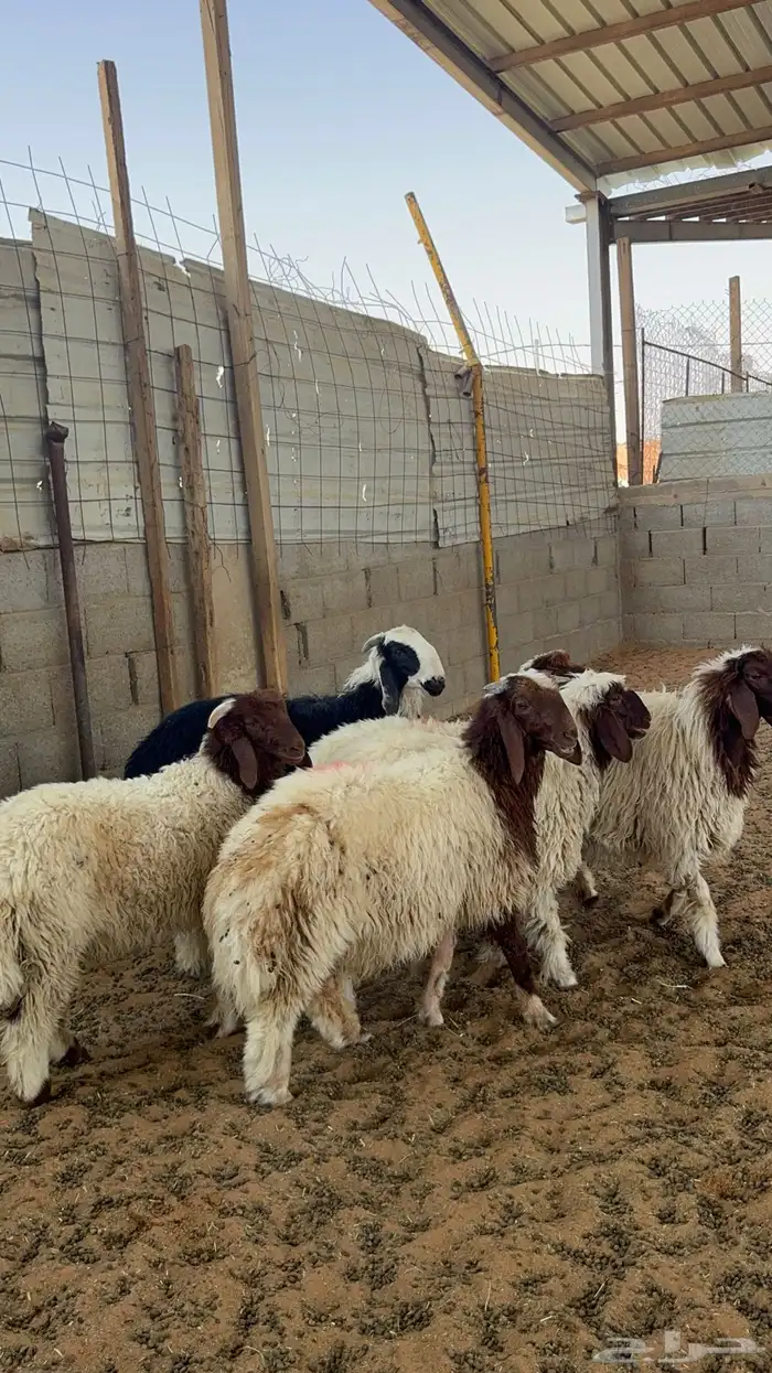 خرفان ورخال نعيم 0