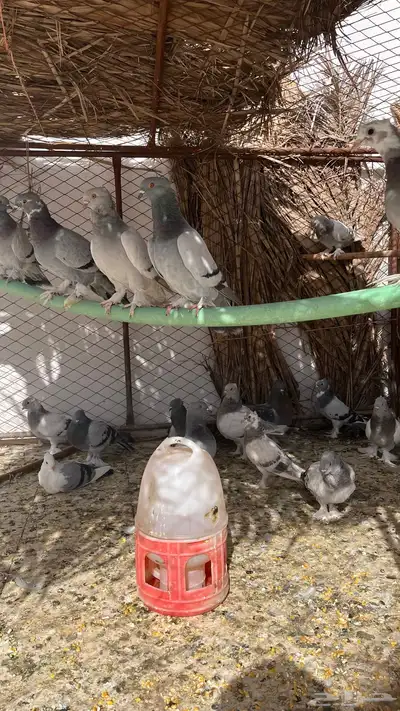 حمام تركي 5