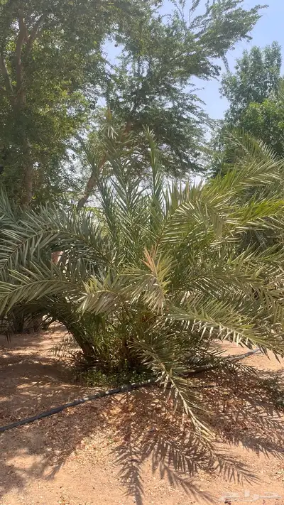 15 نخل للبيع 9