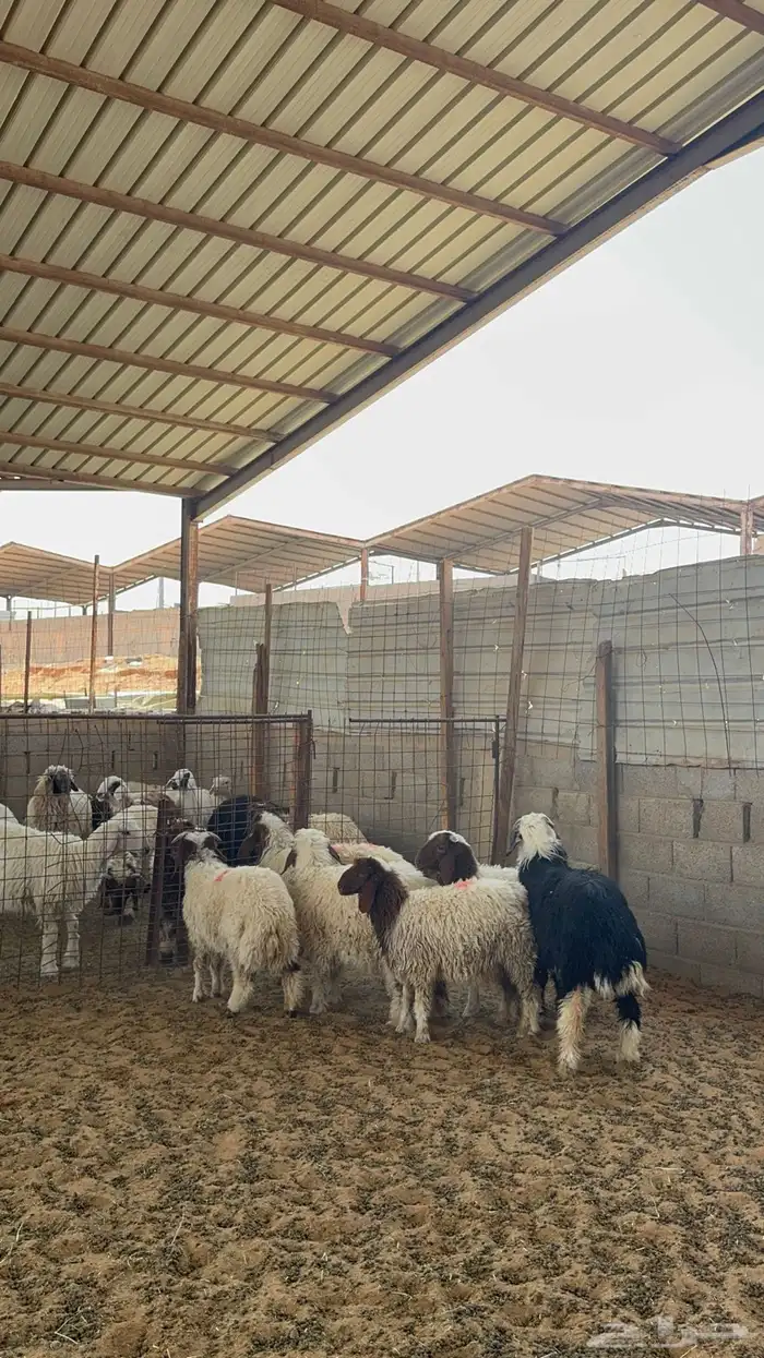 خرفان ورخال نعيم 7