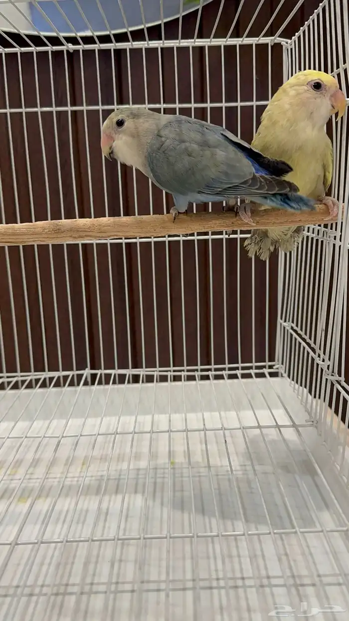 جوزين و ذكور 10