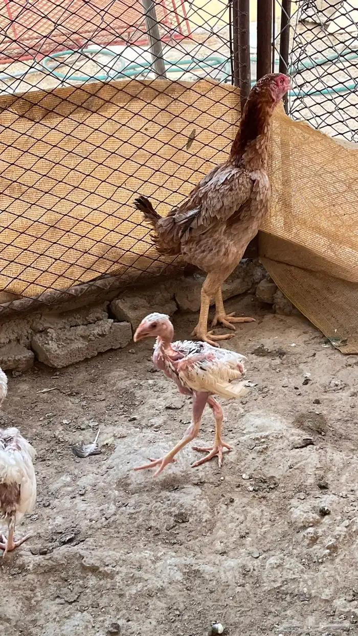 دجاج باكستاني للبيع 4