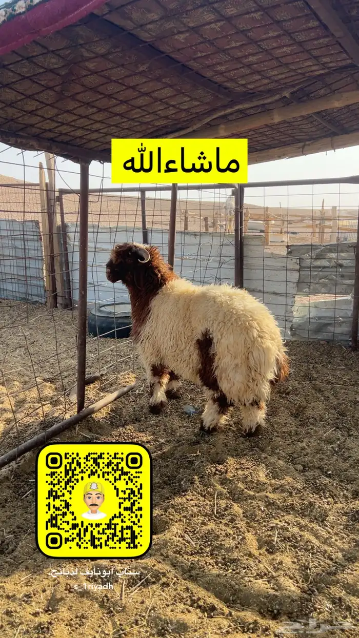 ذبايح ذبيحه نعيم هرفي جبر نعيمي وسط حري هرافي حريات لباني 2