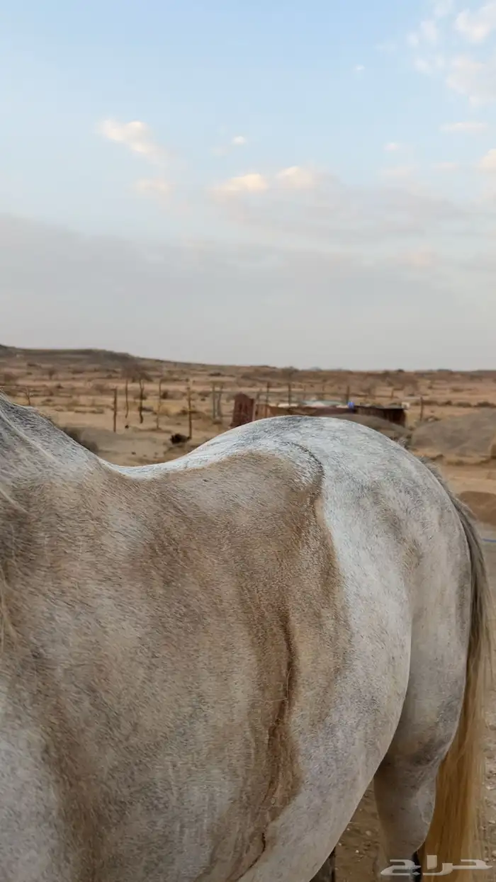 حصان شعبي دم فاخر 1