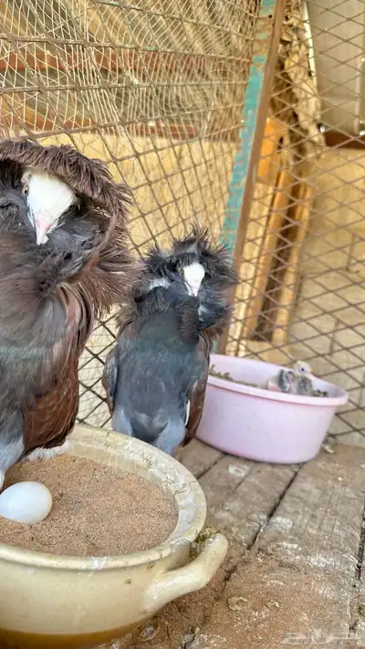 جوز جاكوبين معه ولده للبيع 1