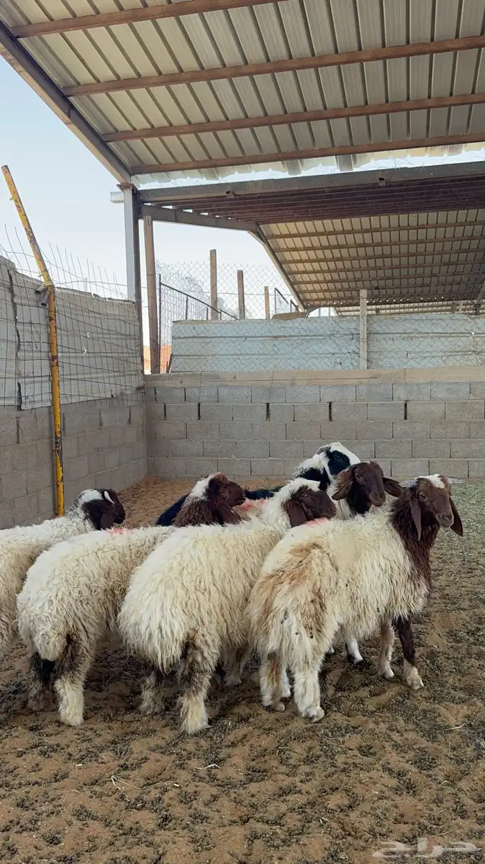 خرفان ورخال نعيم 2