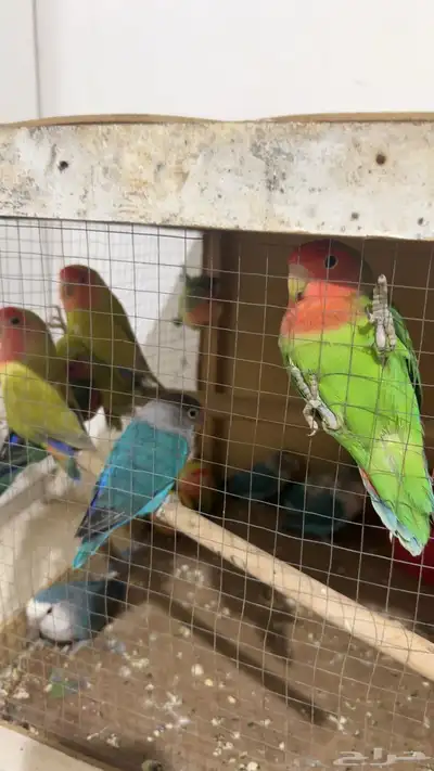 البيع طيور روز غير اليف والصحة ممتازة 0
