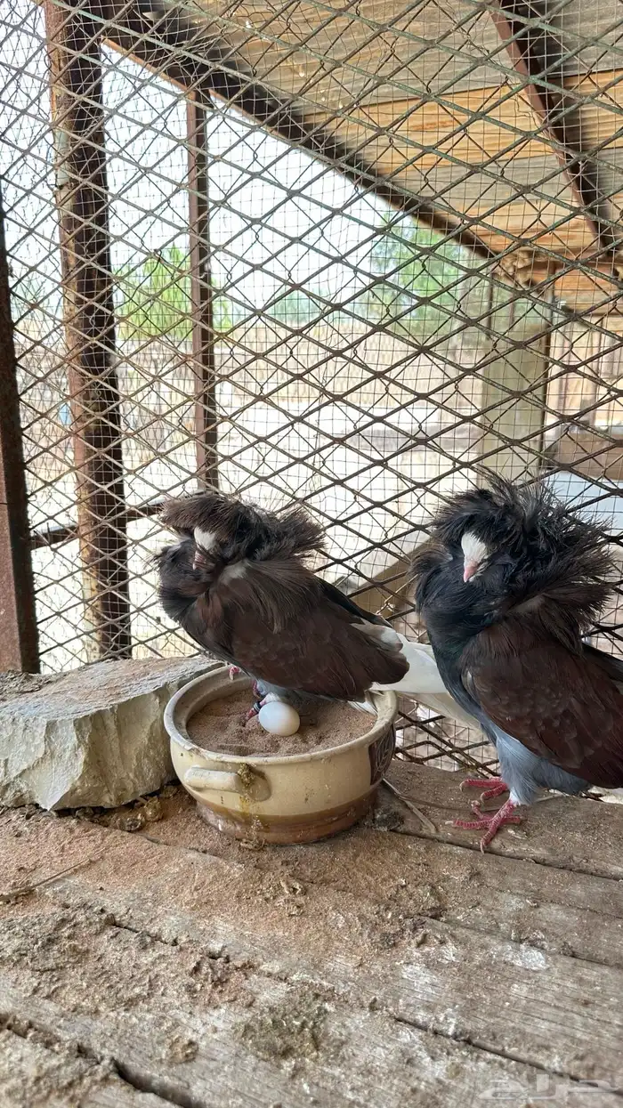 جوز جاكوبين معه ولده للبيع 3