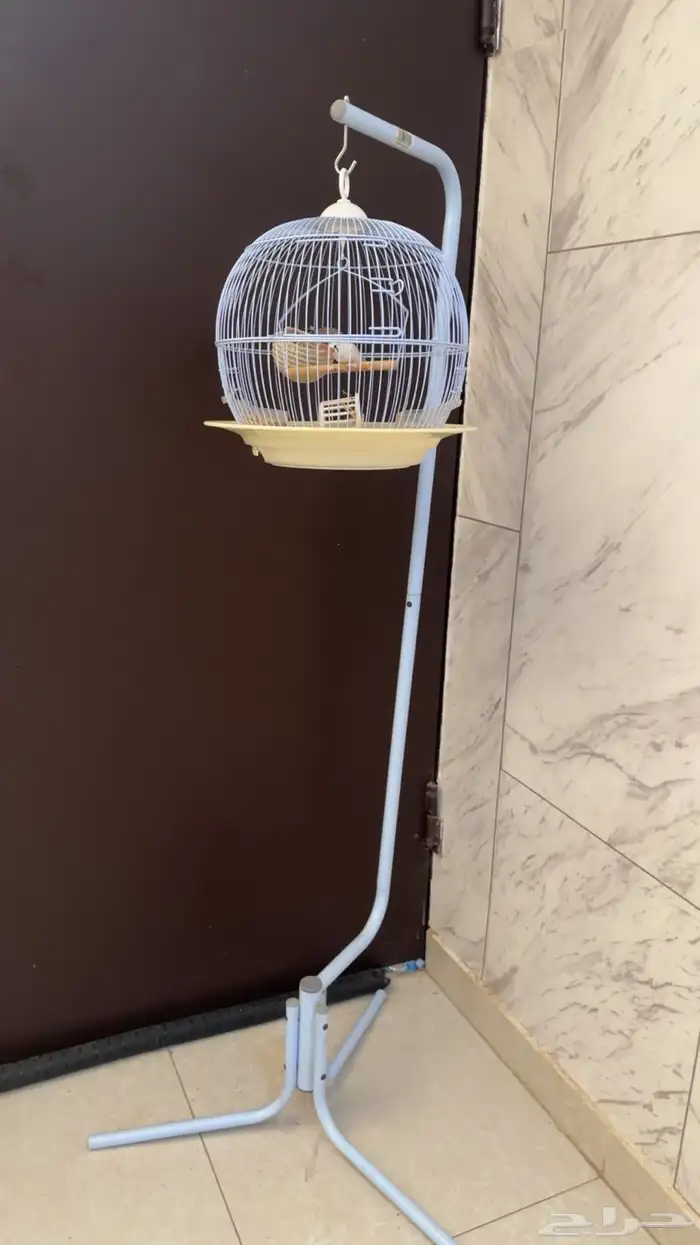 طيور مع القفص لبيع 0