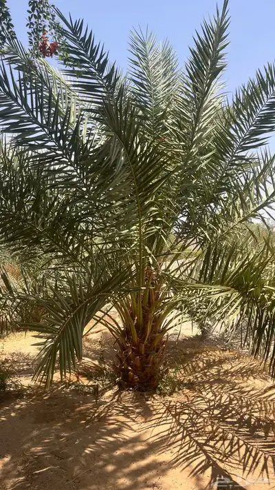 15 نخل للبيع 2