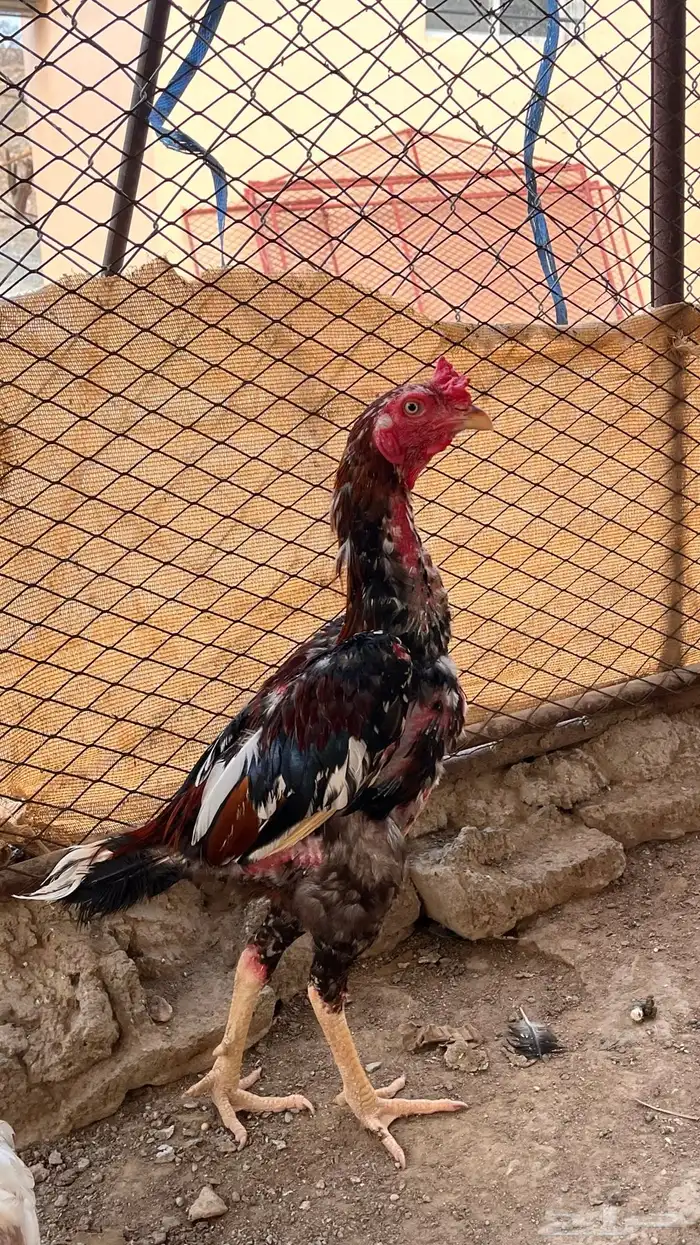 دجاج باكستاني للبيع 13