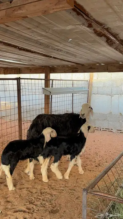 نجديه معها توم رخال 3