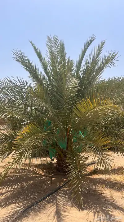 15 نخل للبيع 12