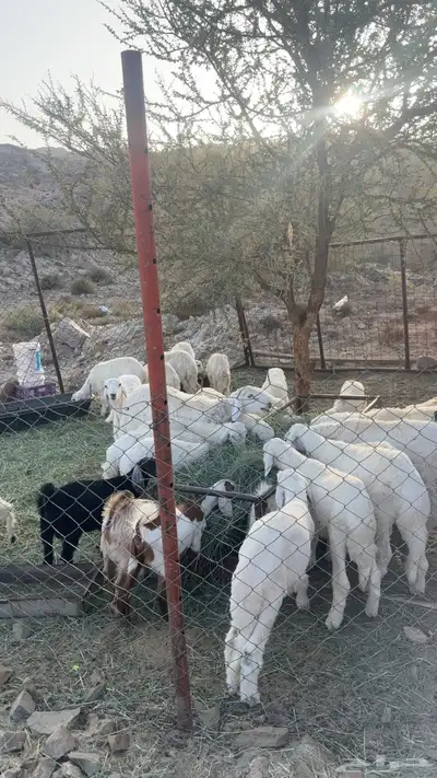 خرفان وتيوس ورخال للبيع 0