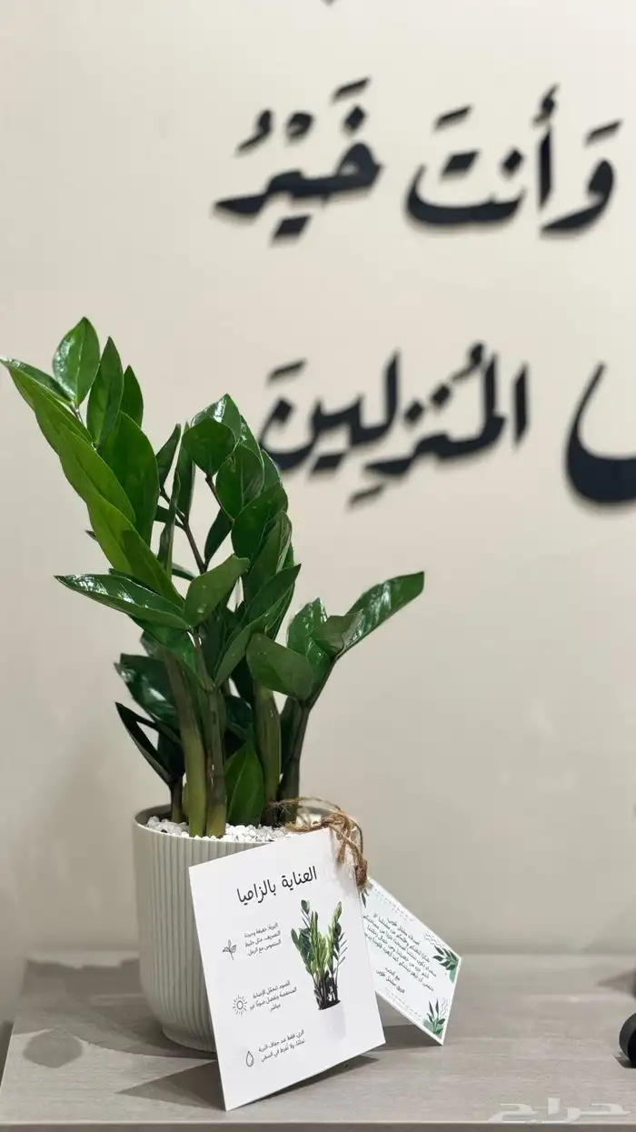 نباتات داخلية 0