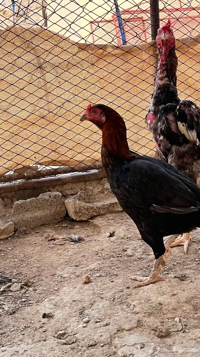 دجاج باكستاني للبيع 1