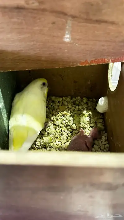 جوز بادجي انتاج 0