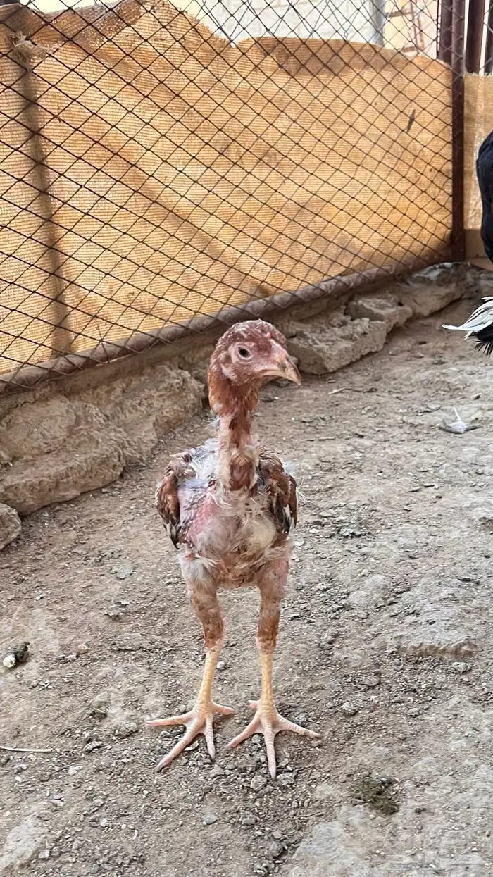 دجاج باكستاني للبيع 10