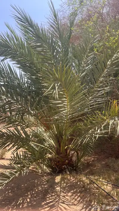 15 نخل للبيع 7