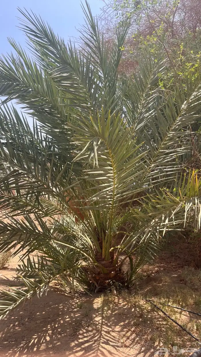 15 نخل للبيع 7